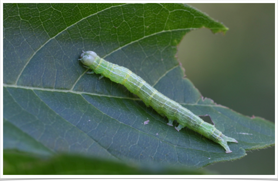 Zale galbanata (early instar)
Boxelder Zale
Lowndes County, Alabama